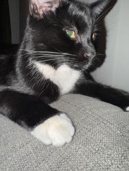 Lost Male Cat last seen Millfield Crescent , Braunstone Town, England 