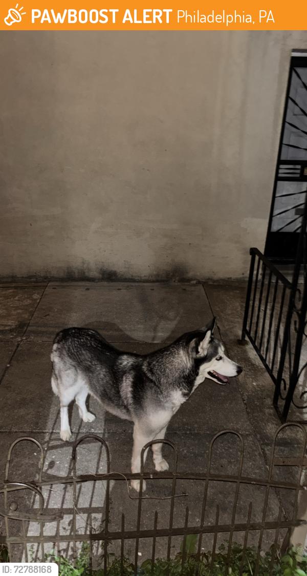 Found/Stray Male Dog last seen 49th & 48th, Philadelphia, PA 19139