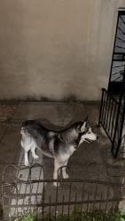 Found/Stray Male Dog last seen 49th & 48th, Philadelphia, PA 19139