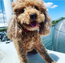 Lost Male Dog last seen NEPTUNE AVE & ROMAR AVE, Jersey City, NJ 07305