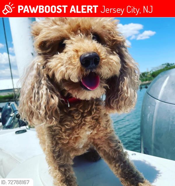 Lost Male Dog last seen NEPTUNE AVE & ROMAR AVE, Jersey City, NJ 07305