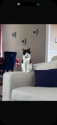 Lost Male Cat last seen Maybrook crossing around cricket and pebble rd, Raleigh, NC 27610