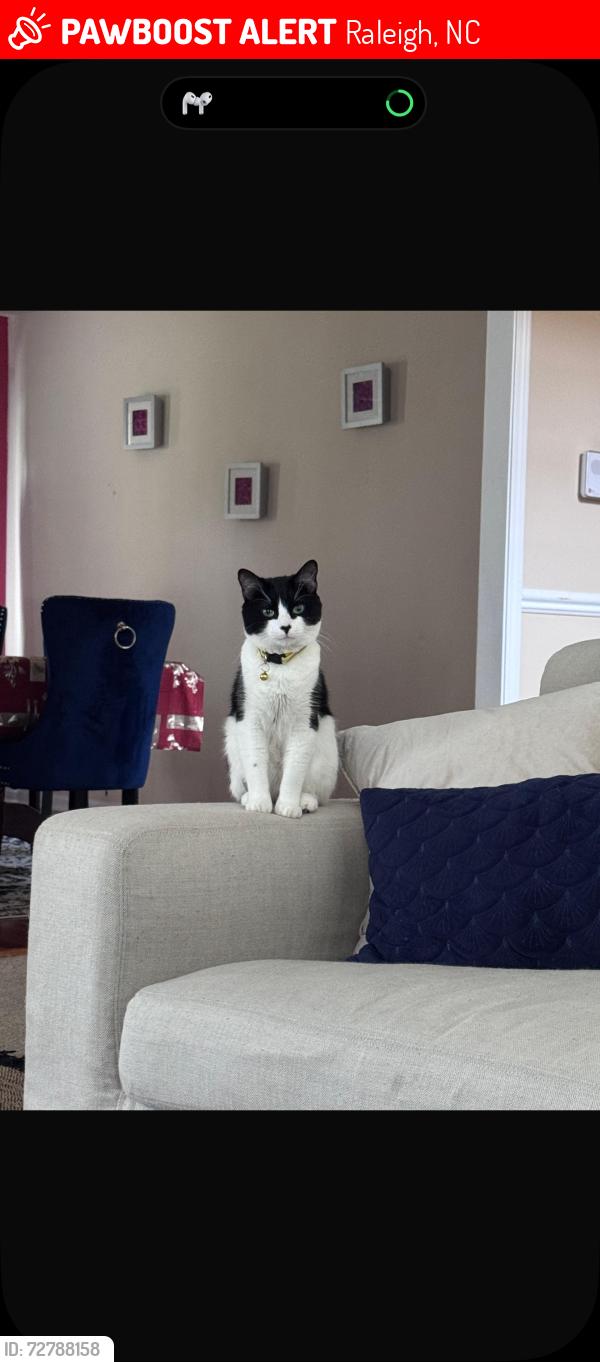 Lost Male Cat last seen Maybrook crossing around cricket and pebble rd, Raleigh, NC 27610