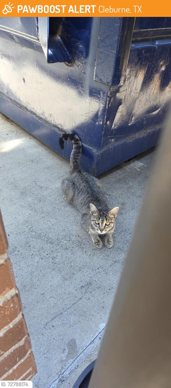 Found/Stray Unknown Cat last seen 7-11 , Cleburne, TX 76031