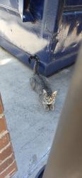 Found/Stray Unknown Cat last seen 7-11 , Cleburne, TX 76031