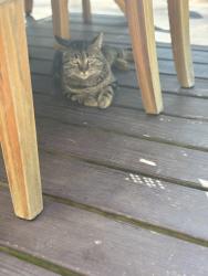 Found/Stray Unknown Cat last seen Freedom Gas Station on the 23, Phoenixville, PA 19460