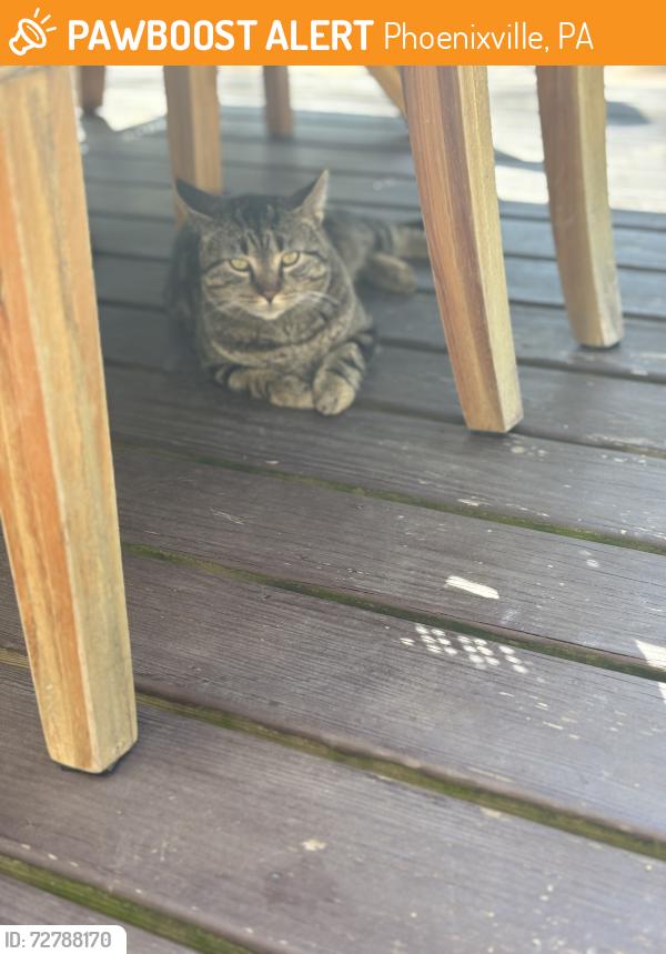 Found/Stray Unknown Cat last seen Freedom Gas Station on the 23, Phoenixville, PA 19460