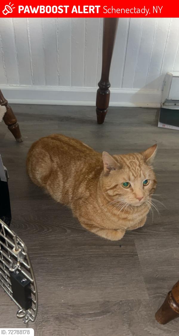Lost Male Cat last seen Near columbia st, Schenectady, NY 12308
