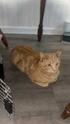 Lost Male Cat last seen Near columbia st, Schenectady, NY 12308