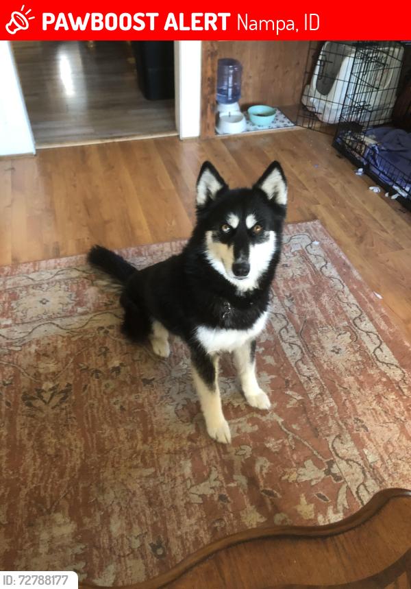 Lost Female Dog last seen Near 2nd St S, Nampa, ID 83651, Nampa, ID 83651