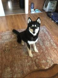 Lost Female Dog last seen Near 2nd St S, Nampa, ID 83651, Nampa, ID 83651