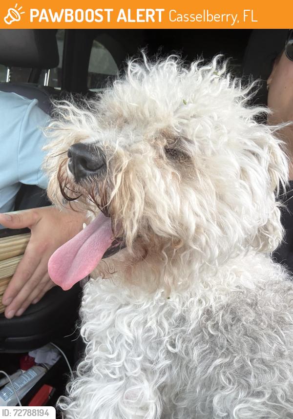 Found/Stray Male Dog last seen Lake and sterling oaks drive , Casselberry, FL 32707