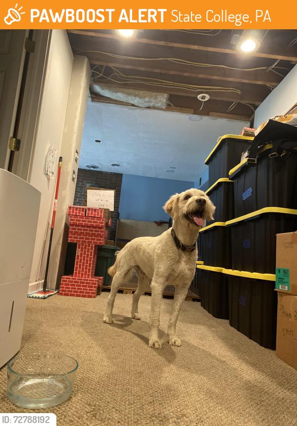 Found/Stray Male Dog last seen Houserville , State College, PA 16801