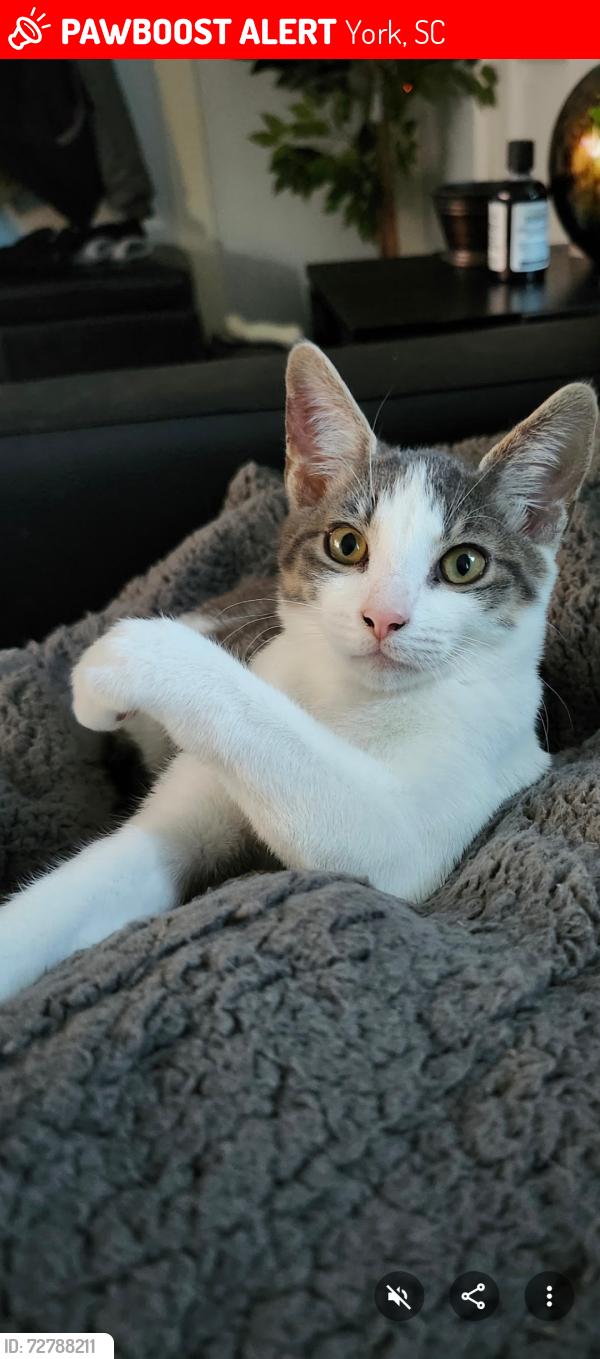 Lost Female Cat last seen Filbert highway , York, SC 29745