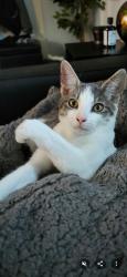 Lost Female Cat last seen Filbert highway , York, SC 29745