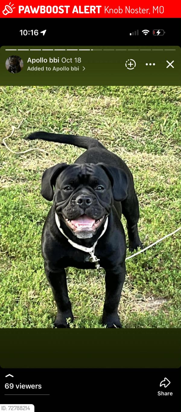 Lost Male Dog last seen Sunset and Washington Knob Noster, Knob Noster, MO 65336