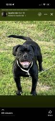 Lost Male Dog last seen Sunset and Washington Knob Noster, Knob Noster, MO 65336