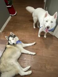 Lost Male Dog last seen Diplomat pkwy, Cape Coral, FL 33909