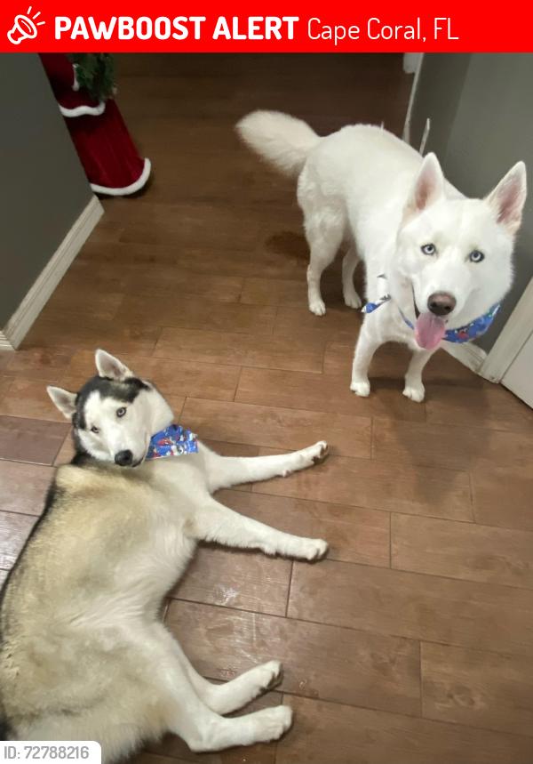 Lost Male Dog last seen Diplomat pkwy, Cape Coral, FL 33909