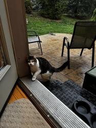 Lost Female Cat last seen Versant cndmnium Community - Smith Drive, Mechanicsburg, PA, Mechanicsburg, PA 17055