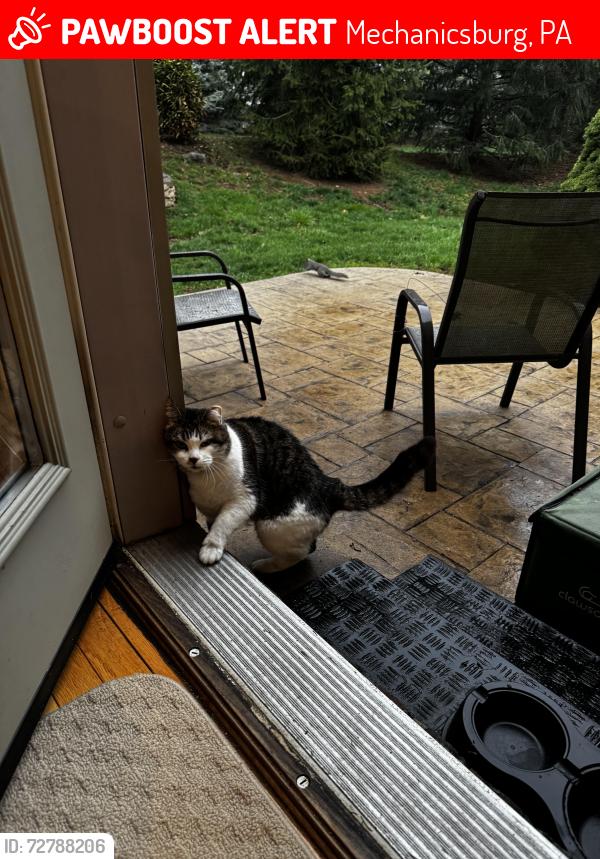 Lost Female Cat last seen Versant cndmnium Community - Smith Drive, Mechanicsburg, PA, Mechanicsburg, PA 17055