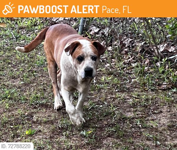 Found/Stray Female Dog last seen Near 5 points , Pace, FL 32571