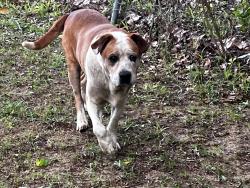 Found/Stray Female Dog last seen Near 5 points , Pace, FL 32571