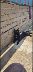 Lost Male Cat last seen Woodlands , Highfields, England DN6 7JL