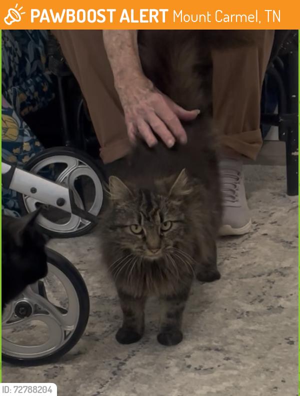 Found/Stray Female Cat last seen S Sherbrook Circle and Woodland Dr, Mount Carmel, TN 37645