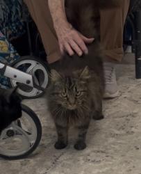 Found/Stray Female Cat last seen S Sherbrook Circle and Woodland Dr, Mount Carmel, TN 37645