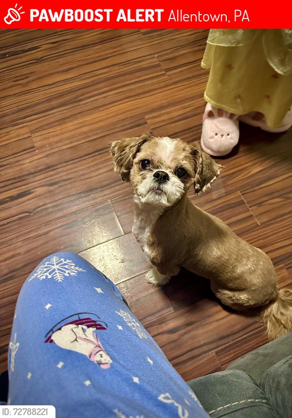Lost Female Dog last seen Susquehanna  , Allentown, PA 18103