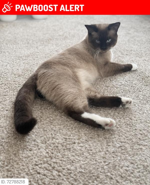 Lost Male Cat last seen Middle of Via Del Lago, Rancho Santa Margarita, CA 92679