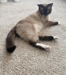 Lost Male Cat last seen Middle of Via Del Lago, Rancho Santa Margarita, CA 92679