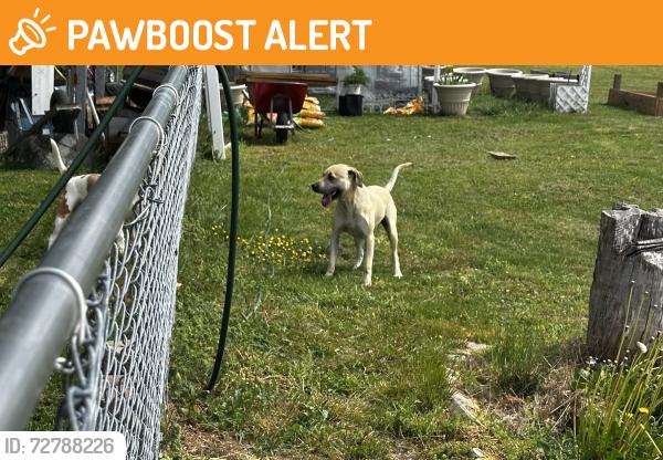 Found/Stray Male Dog last seen 11e, Hamblen County, TN 37891
