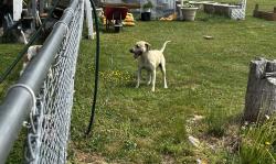 Found/Stray Male Dog last seen 11e, Hamblen County, TN 37891