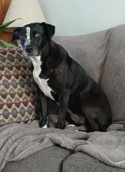 Lost Female Dog last seen Near freeway x Brookhurst , Garden Grove, CA 92844