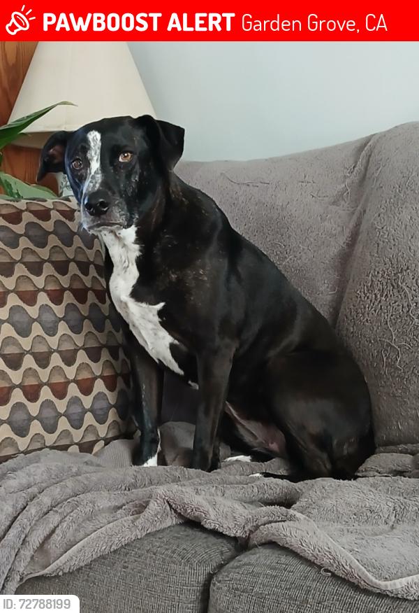 Lost Female Dog last seen Near freeway x Brookhurst , Garden Grove, CA 92844