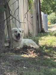 Found/Stray Unknown Dog last seen Alamo Heights, Alamo Heights, TX 78209