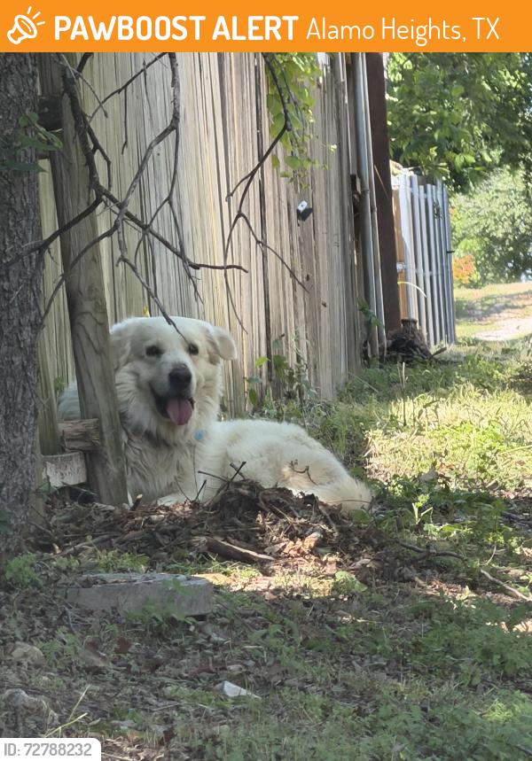 Found/Stray Unknown Dog last seen Alamo Heights, Alamo Heights, TX 78209