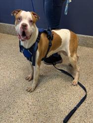 Shelter Stray Male Dog last seen Near BLOCK W 66 PL, Doral, FL 33122