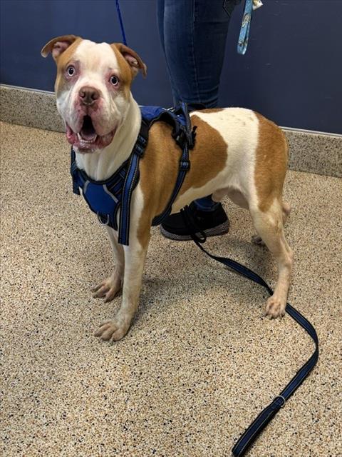Shelter Stray Male Dog last seen Near BLOCK W 66 PL, Doral, FL 33122