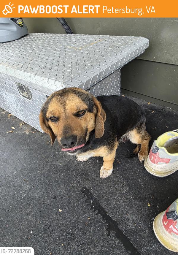 Found/Stray Female Dog last seen Near slagle ave, Petersburg, VA 23803