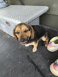 Found/Stray Female Dog last seen Near slagle ave, Petersburg, VA 23803
