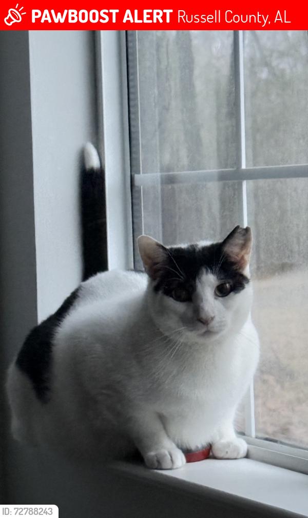 Lost Male Cat last seen Near or Owens Rd, Russell County, AL 36856