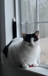Lost Male Cat last seen Near or Owens Rd, Russell County, AL 36856