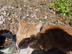 Found/Stray Unknown Cat last seen NW 12th Ave , Gainesville, FL 32605