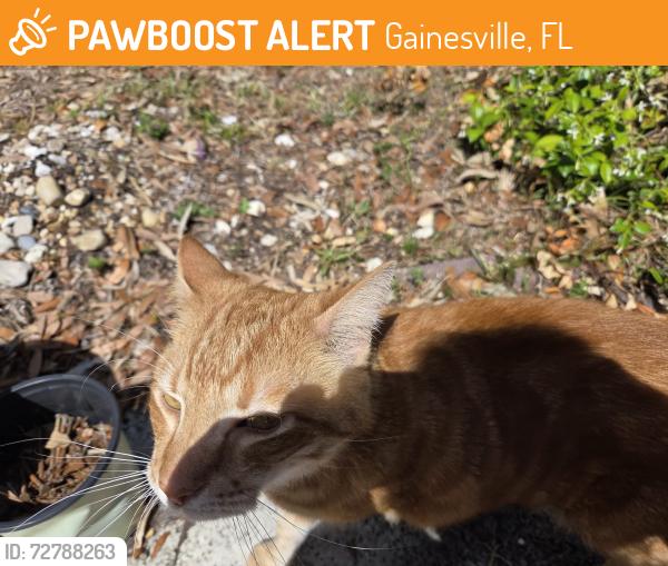 Found/Stray Unknown Cat last seen NW 12th Ave , Gainesville, FL 32605