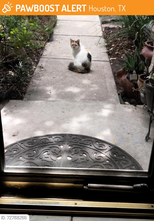 Found/Stray Unknown Cat last seen White Oak Trace and White Oak Springs, Houston, TX 77429