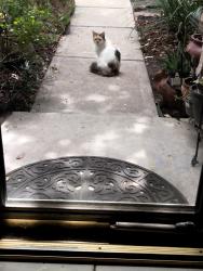 Found/Stray Unknown Cat last seen White Oak Trace and White Oak Springs, Houston, TX 77429