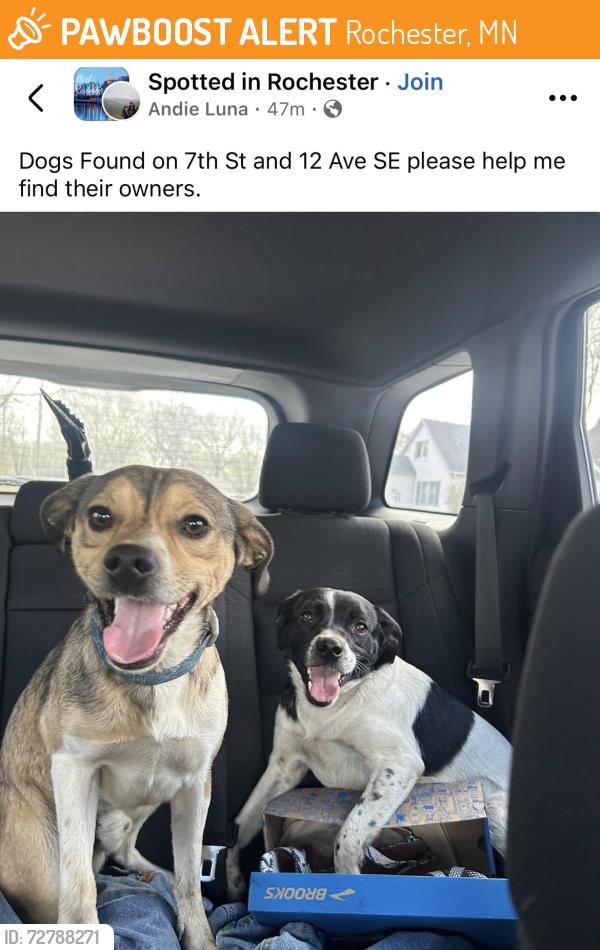 Found/Stray Male Dog last seen 7th st and 12th ave , Rochester, MN 55904